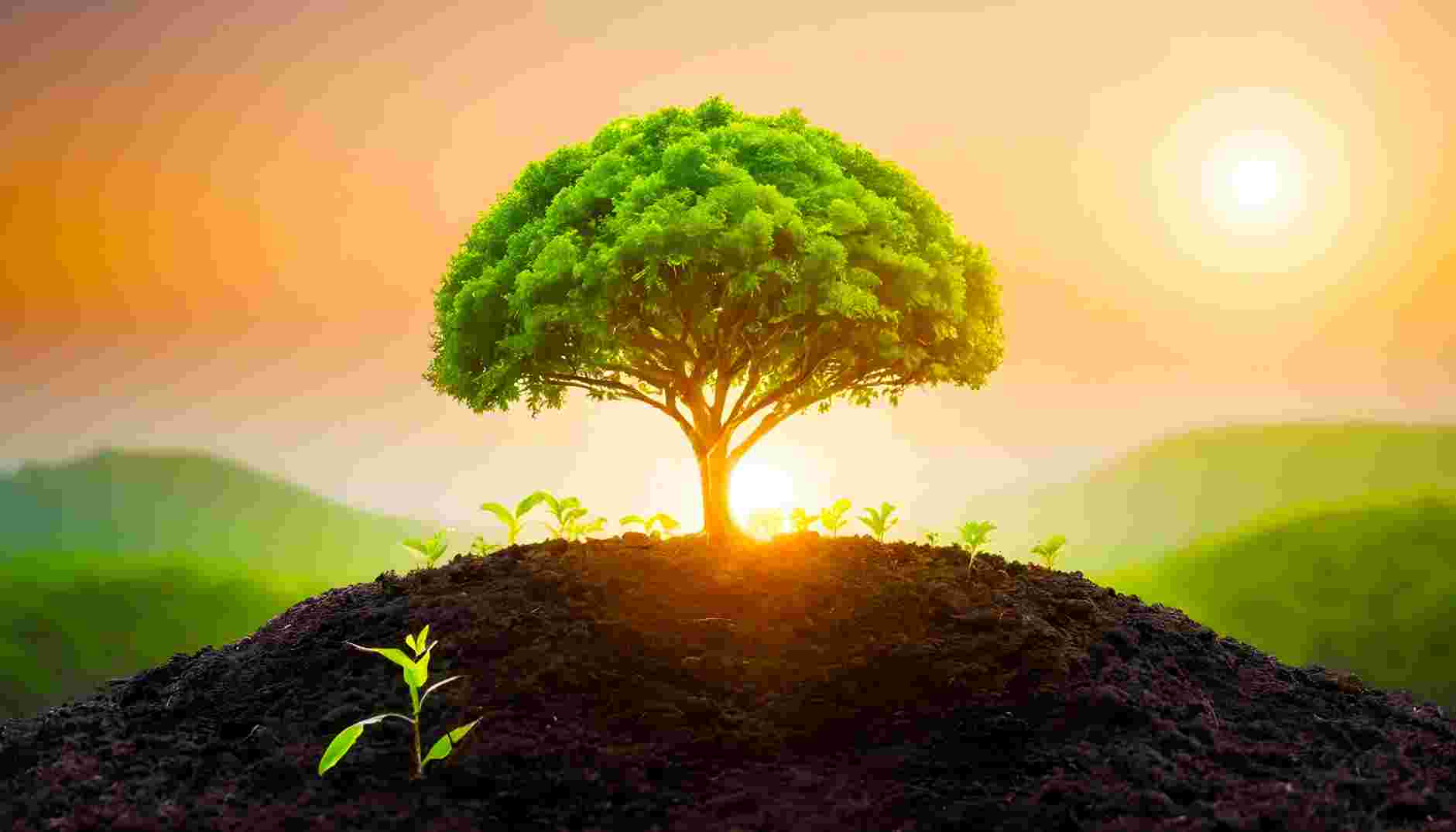 Tree Plantation