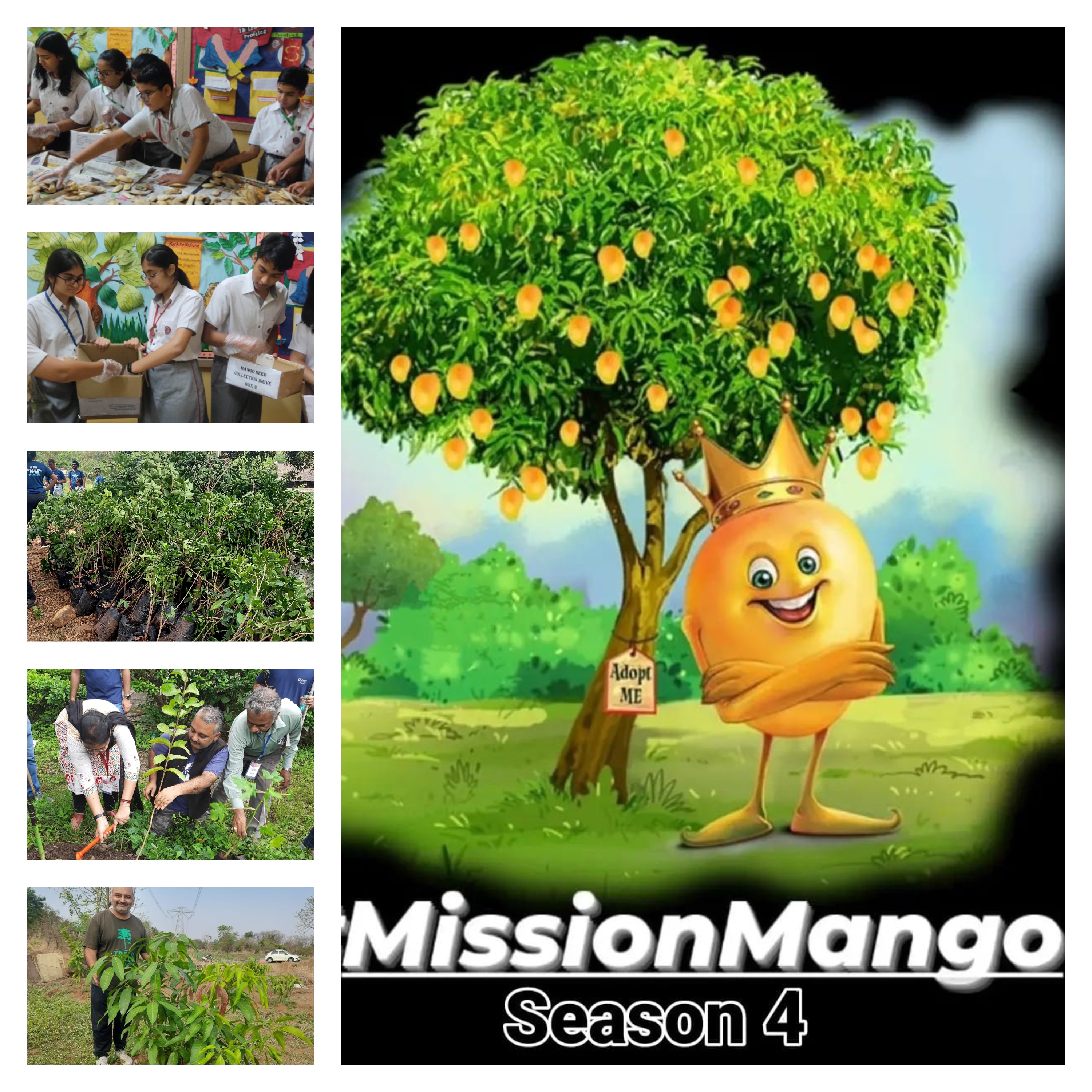 Mission Mango